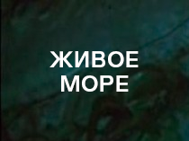 Живое море